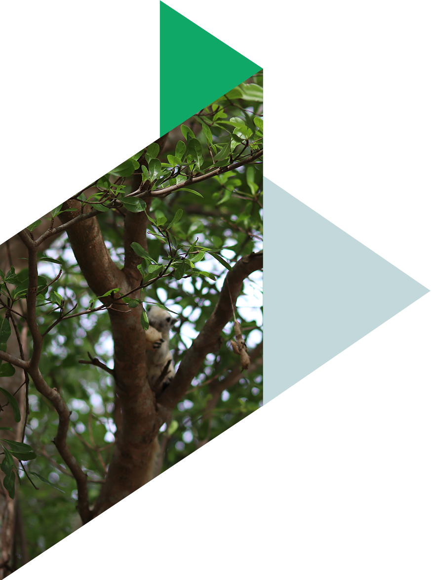 Green bonds: a rapidly growing market for sustainable investments