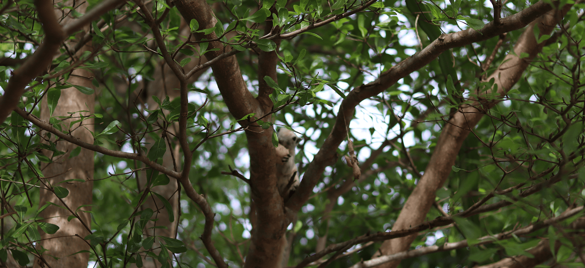 Green bonds: a rapidly growing market for sustainable investments