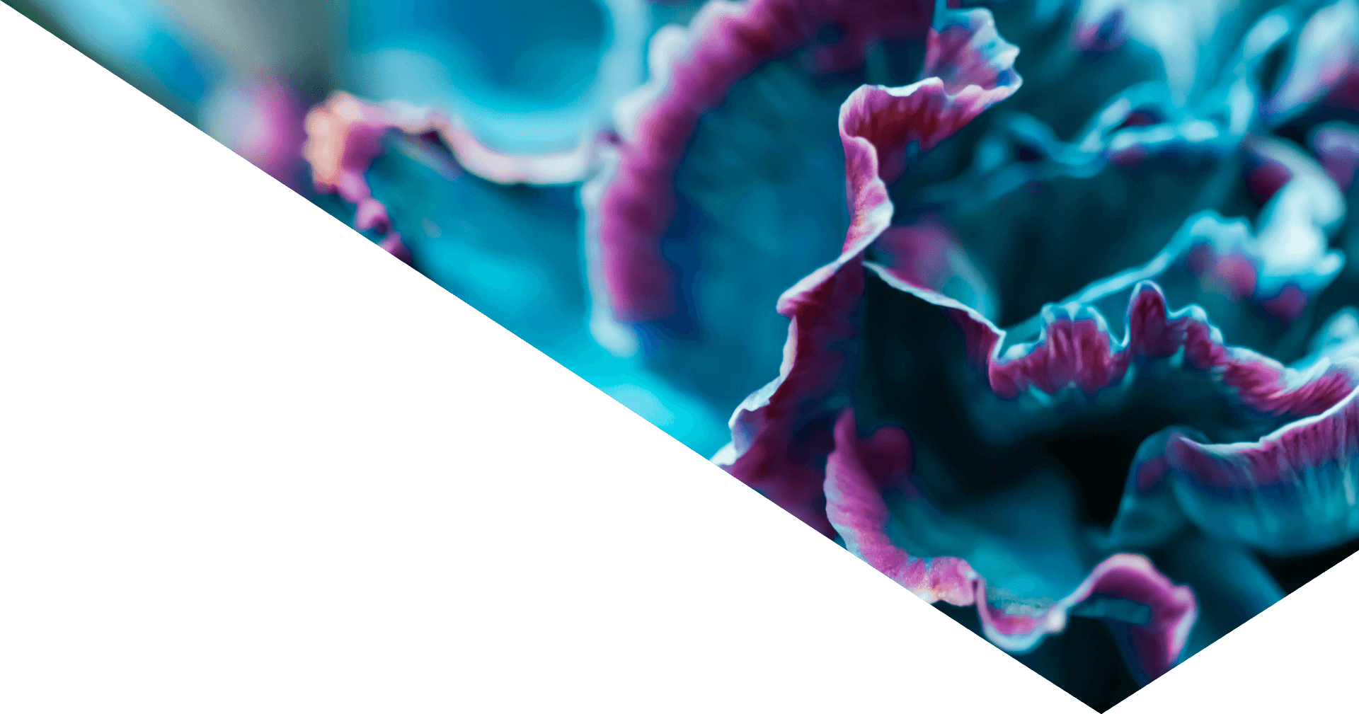 Image showing a turquoise flower