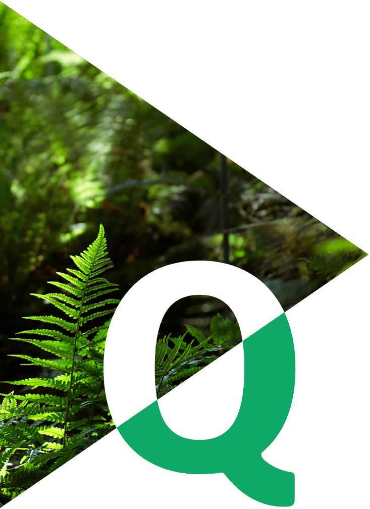 Image showing a close-up of a forest plant