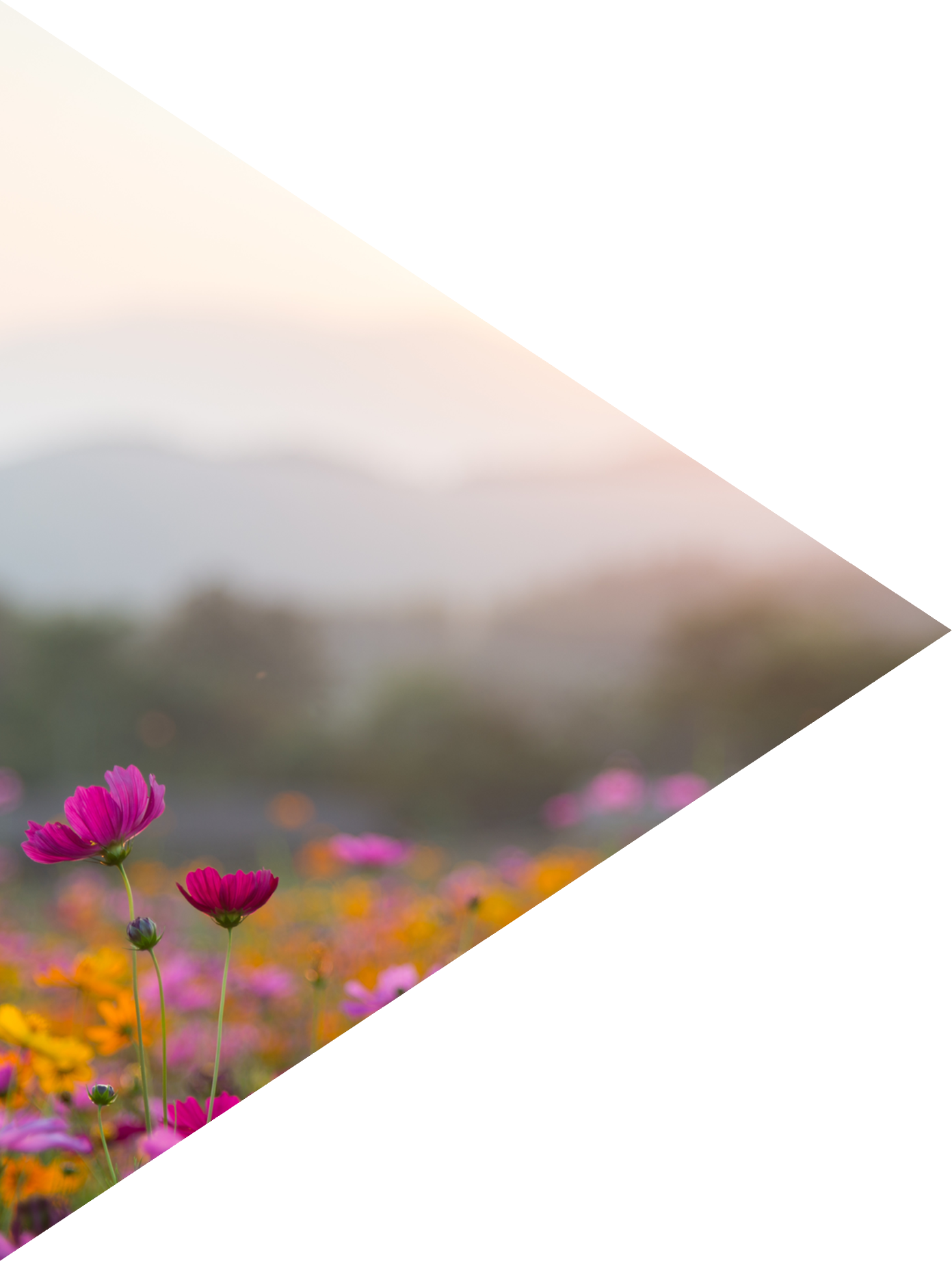 Beautiful cosmos flowers in sunset time