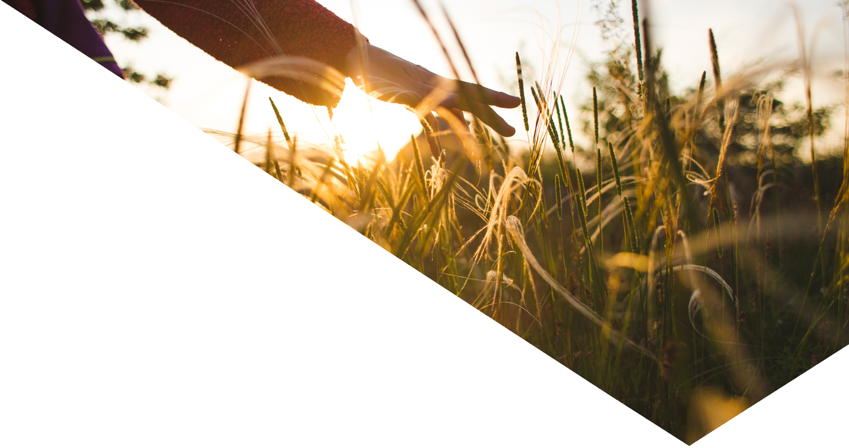 Image showing a hand in a hay-field